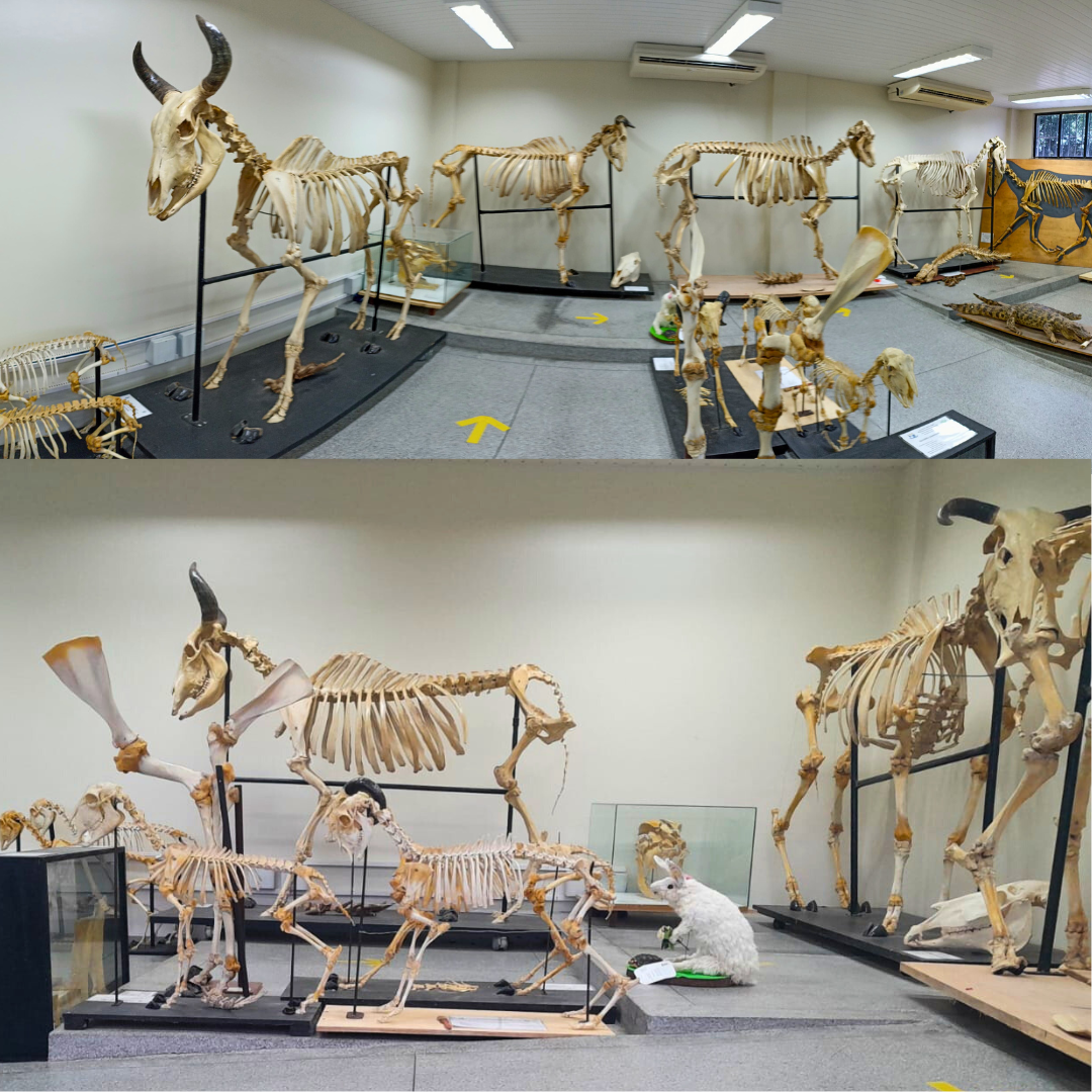  Museu de Anatomia. Foto: Mariana Milena dos Santos