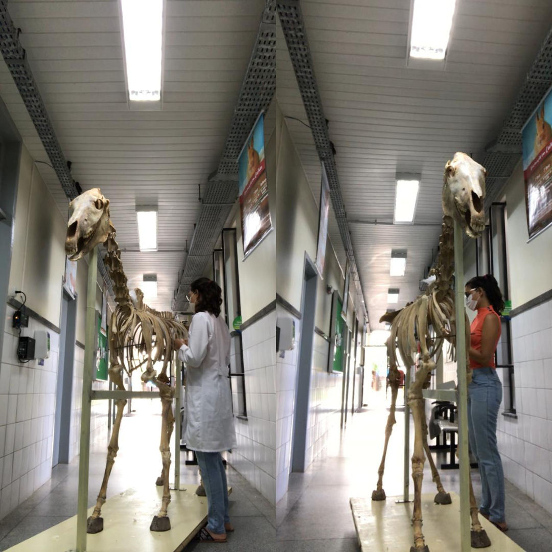 Processo de montagem para o Museu de Anatomia. Foto: Ellen Texeira.