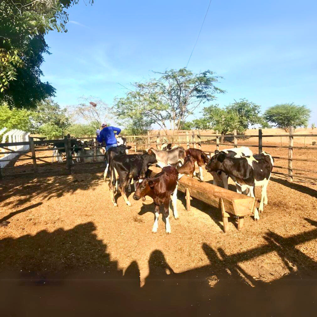 Foto enviada para ASCOMCCAA / Bezerras