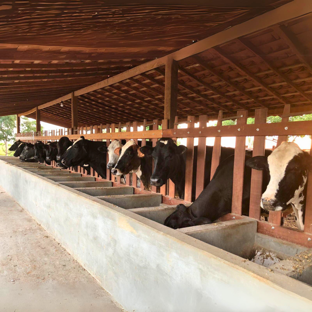 Foto enviada para ASCOMCCAA / Vacas