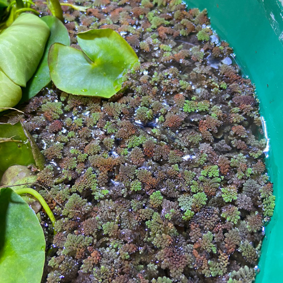 Azolla caroliniana também chamada por orelha de onça, comum em lago de água parada e as folhas de um Aguapé Echhornia crassipes, muito comum no Rio São Francisco.