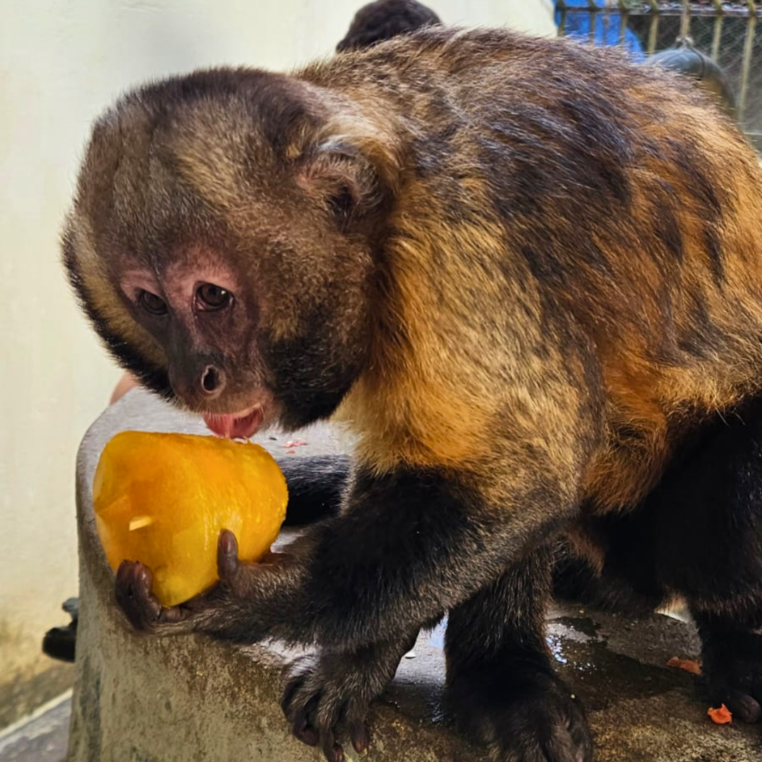 Macaco prego recebendo um picolé de frutas  (Arquivo pessoal da Profª Paula Rodrigues)