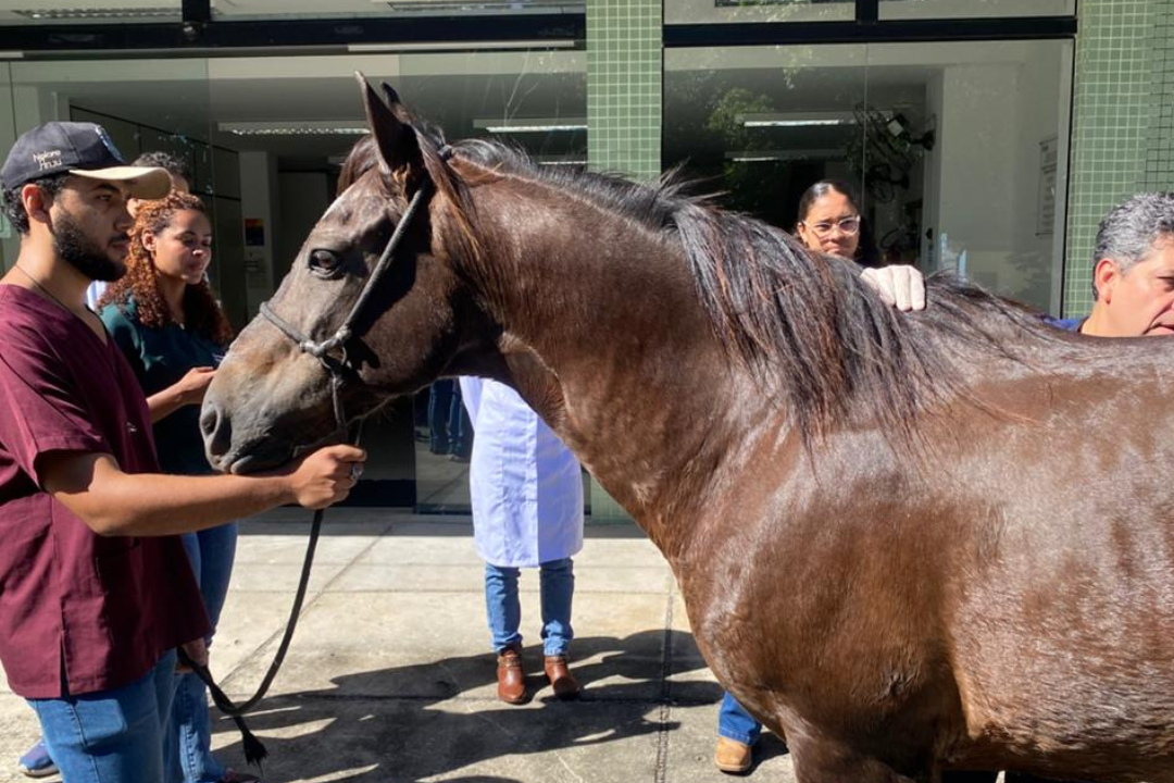 Avanço histórico na Medicina Veterinária (Foto enviada via app de celular)
