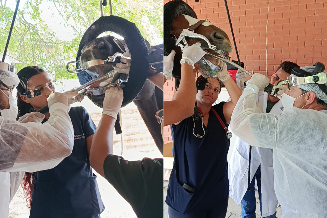 Avanço histórico na Medicina Veterinária (Foto enviada via app de celular)