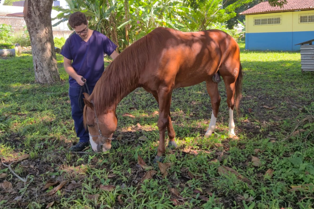 Avanço histórico na Medicina Veterinária (Foto enviada via app de celular)