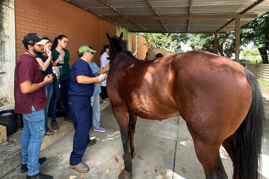 Avanço histórico na Medicina Veterinária (Foto enviada via app de celular)