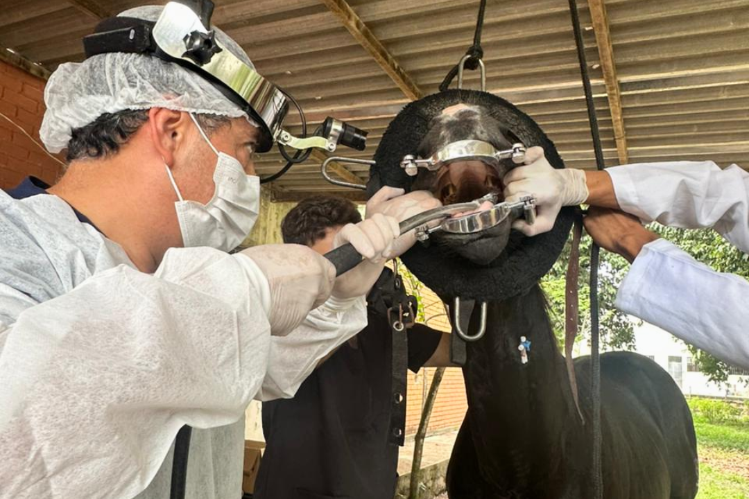 Avanço histórico na Medicina Veterinária (Foto enviada via app de celular)