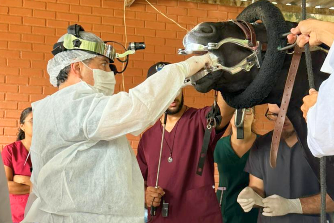 Avanço histórico na Medicina Veterinária (Foto enviada via app de celular)