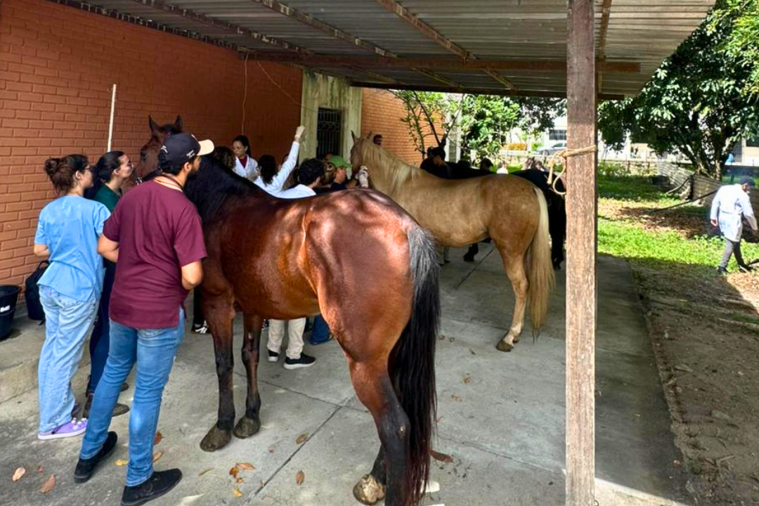 Avanço histórico na Medicina Veterinária (Foto enviada via app de celular)